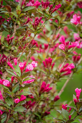 Soft pink flowers blossom on lush branches, adding life and color to the serene garden