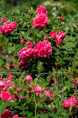 A vibrant display of blooming pink roses showcases nature's beauty in the garden