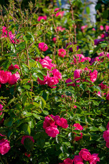 Delicate pink roses flourish among lush green leaves on a bright, sunny afternoon in the garden