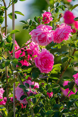 Clusters of blooming pink roses thrive in a lush garden, illuminated by warm sunlight