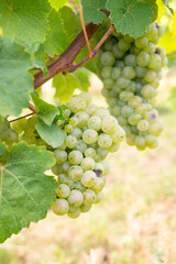 Green ripe riesling wine grapes growing on vine, vineyard in Trier, Mosel Valley Germany, landscape and agriculture at Moselle river