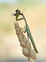 Green mantis eating a fly perched on a plant stem. Mediterranean Mantis (Iris oratoria)