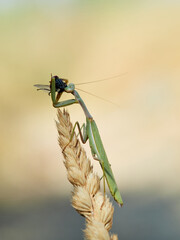 Green mantis eating a fly perched on a plant stem. Mediterranean Mantis (Iris oratoria)