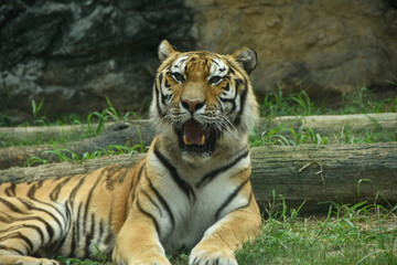 凛々しい姿　アムールトラ