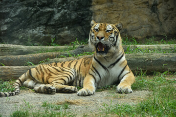 凛々しい姿　アムールトラ