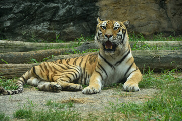 凛々しい姿　アムールトラ