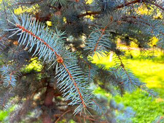Blue spruce, Seamless Texture Blue spruce