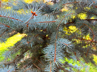 Blue spruce, Seamless Texture Blue spruce