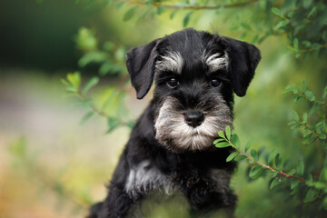 miniatute schnauzer puppy portrait by a bush