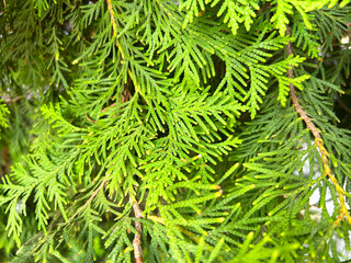 Green Thuja Hedge Tileable Seamless Texture