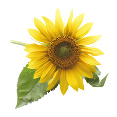 Fototapeta premium and keyword list based on the image.. Isolated Sunflower Blooms, Sunny Yellow Petals Radiate in Bright Field