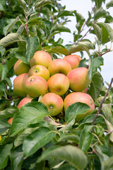 Obraz premium Ripe red apples growing on the tree, healthy fruits on platation, harvest in summer or autumn, agriculture farm, garden
