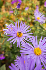 Close-up of vibrant purple aster flowers with yellow centers, blooming in a garden during late...