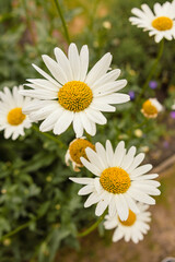 Fototapeta premium Close-up of fresh white daisy flowers with yellow centers growing in a garden during summer