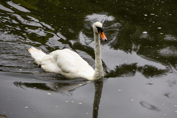 Obraz premium Close-up of a mute swan swimming gracefully on a calm, reflective pond with ripples on the dark surface