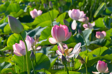 Russia. Astrakhan region. Volga River Delta. Buds and blossoming lotus flowers against a background of green leaves.