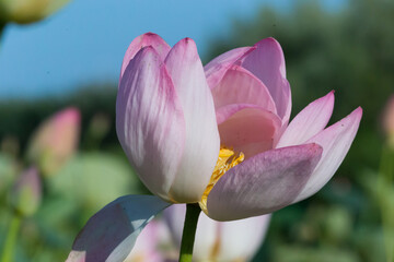 Russia. Astrakhan region. Volga River Delta. Beautiful lotus flower against blue sky.