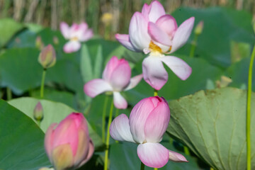 Russia. Astrakhan region. Volga River Delta. Buds and blossoming lotus flowers against a background of green leaves.