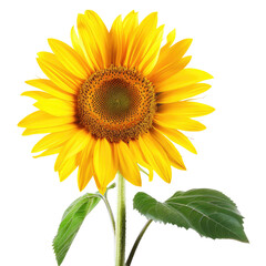 Obraz premium Isolated Sunflower Bloom Displays Beauty in Floral Garden