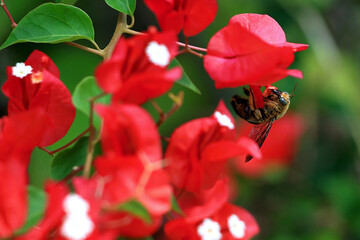 Bees perch on Bougainvillea Red Creeper (Red Paper Flower)