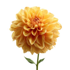 Large, bright yellow flower with a long stem