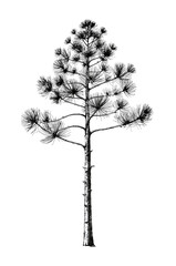 Fototapeta premium Detailed monochrome botanical illustration of a pine tree with intricate branch structures