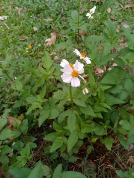 white and yellow flowers