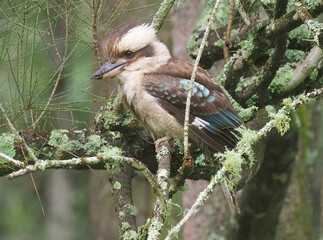 Kookaburra #4