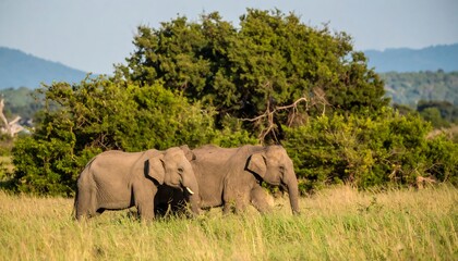 Fototapeta premium Two elephants in tall grass