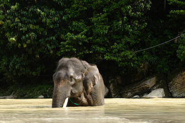 Sumatran elephant soaking water on river Tangkahan, North Sumatra, Indonesia. 
