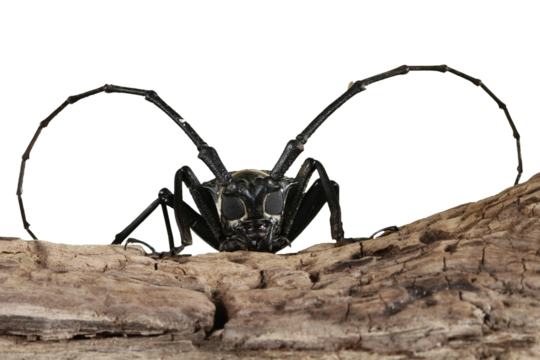 Asian Longhorn beetle closeup face on wood, Asian longhorn beetle closeup, closeup face insec - Powered by Adobe