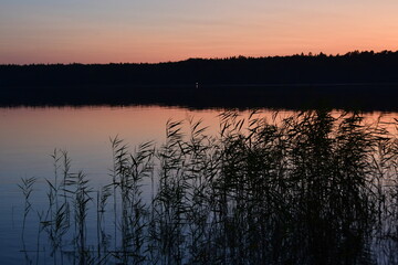 Evening lake with silhouetted reeds and pastel sky. Sunset in pastel tones.