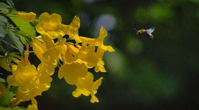 Yellow flowers and carpenter bee in the garden