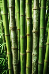 Fototapeta premium Bamboo Background