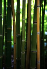 Bamboo Background