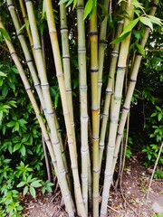 Fototapeta premium Bamboo Background