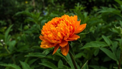 Close-up of a vibrant orange flower.