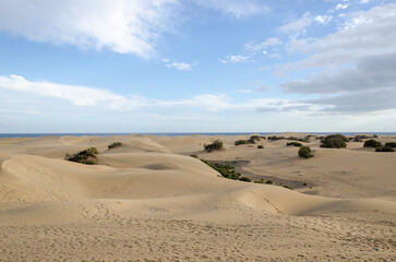 sand dunes with sea in the background in Gran Canaria, the largest of the Canary Islands