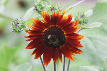 ひまわりにつくミツバチ