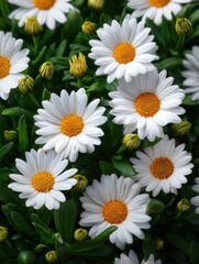 Fototapeta premium Closeup of fresh white daisies with yellow centers, showcasing vibrant floral beauty in a garden