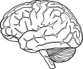Modern line art brain illustration for medical and science concepts