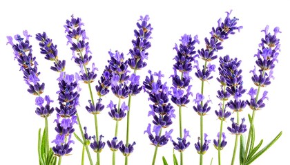 Delicate sprigs of lavender flowers arranged against a stark white background.