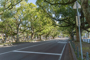 宮崎県庁前楠並木通り