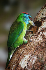 A Blue throated barbet