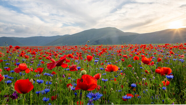 A vibrant field of red poppies and blue cornflowers stretches to the horizon, with rolling green hills under a partly cloudy sky. Castelluccio di Norcia, Pian Grande, Umbria, Marche, Italy. 