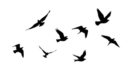 Flock of Crows in Flight birds flying