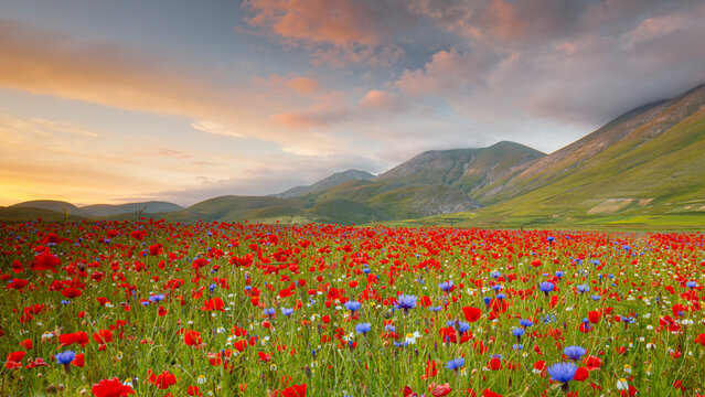A vibrant field of red poppies and blue cornflowers stretches to the base of green mountains under a cloudy sky. Castelluccio di Norcia, Pian Grande, Umbria, Marche, Italy. 