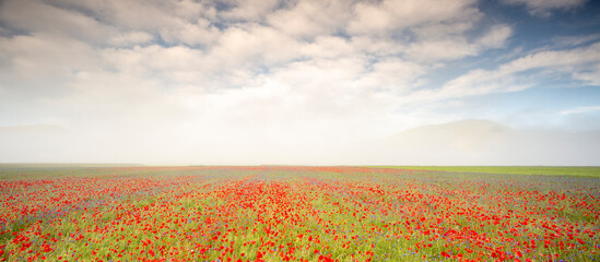  Vast Field Red Poppies