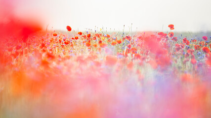 A blurred, dreamy field of red poppies and blue cornflowers under a bright sky. Castelluccio di Norcia, Pian Grande, Umbria, Marche, Italy. The image evokes a sense of peace and natural beauty.