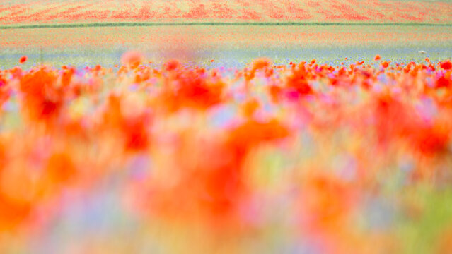 A blurred, impressionistic view of a flower field. Predominantly red and orange blooms fill the foreground, fading into a band of blue and green. Castelluccio di Norcia, Pian Grande, Umbria, Italy. 